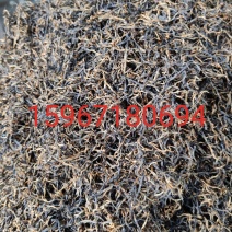 保靖县苗民农家自产保靖黄金茶（保靖黄金茶1号红茶）