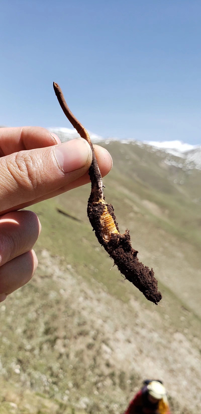藏家野生冬虫夏草