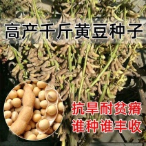 大豆种子早熟高产黄豆种子矮杆特大抗旱抗病超级千斤豆种子