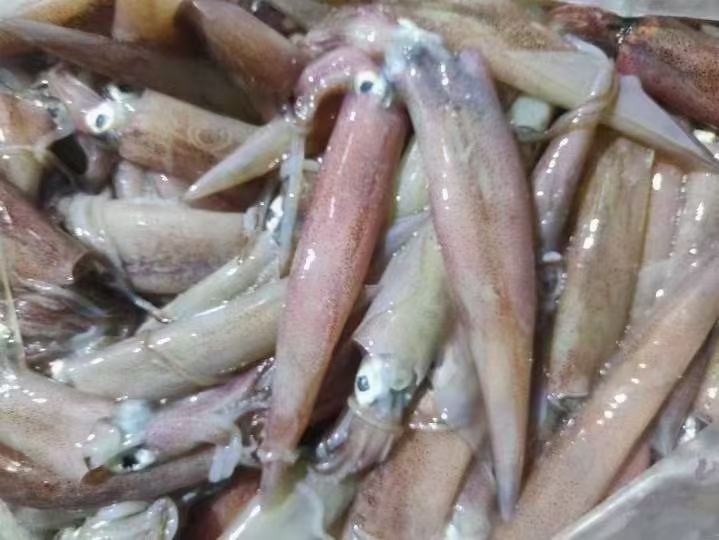 带籽鱿鱼实物图