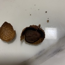 荔枝干