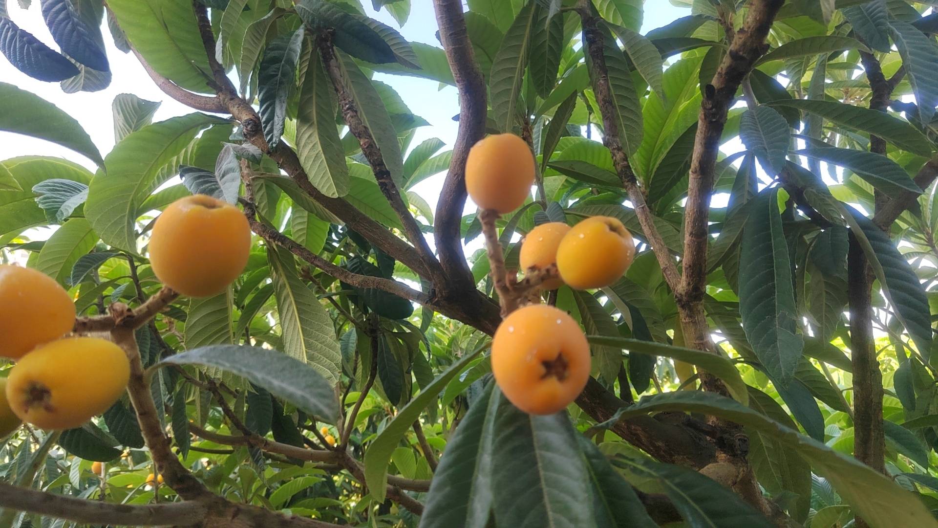 枇杷树与果实生长图