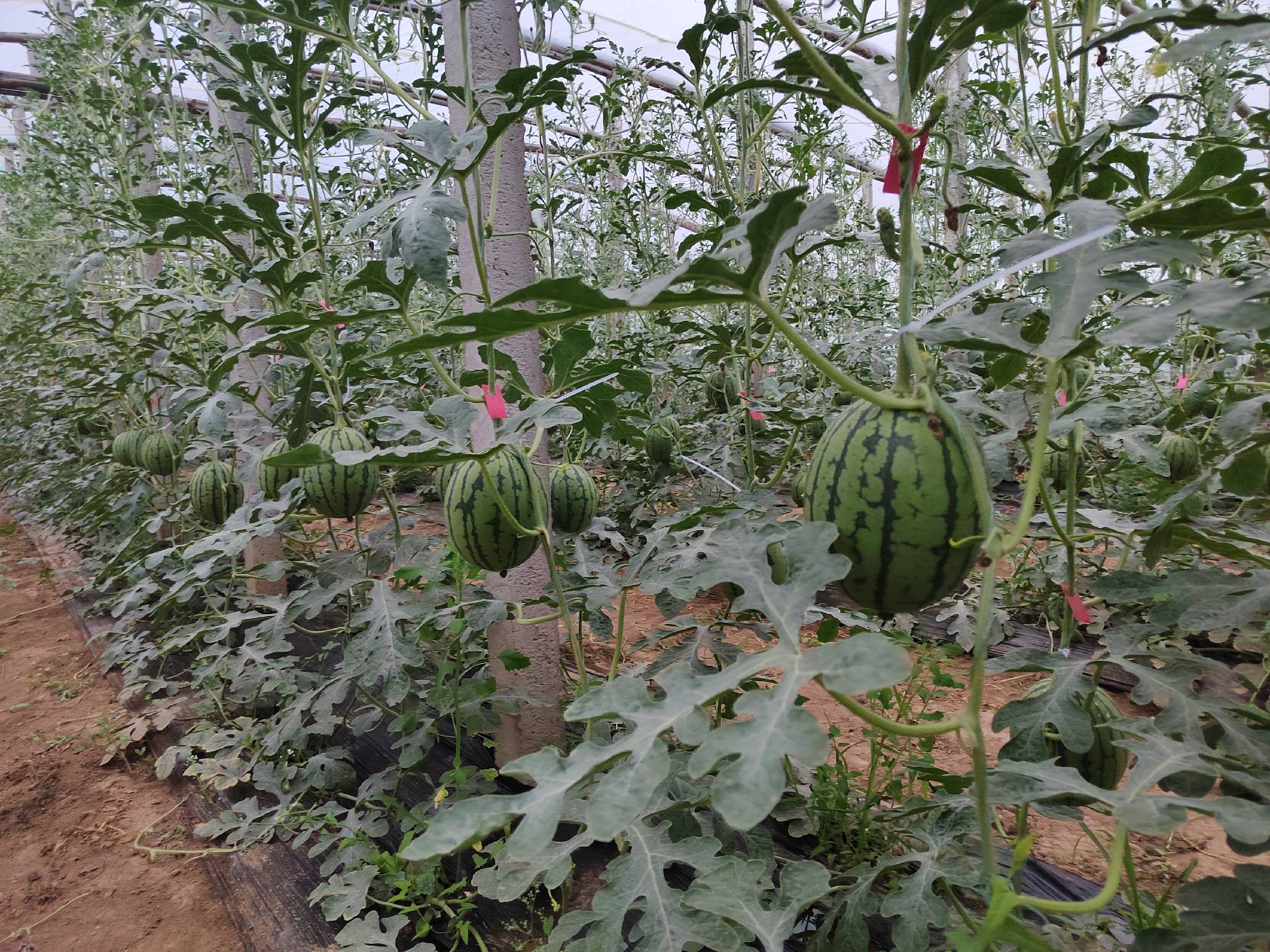 现代化无籽西瓜种植大棚