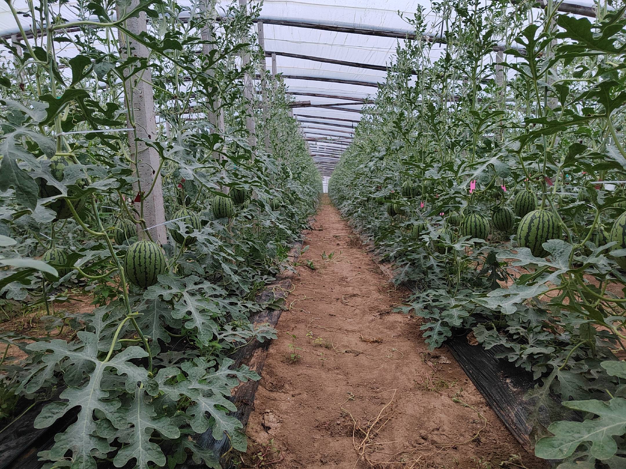 一片开阔的西瓜种植地,绿色藤蔓覆盖地面,多个圆形条纹状的无籽西瓜半掩于叶片之下,阳光照射下显得饱满成熟,远处有农民正在检查作物生长情况 田间种植的无籽西瓜