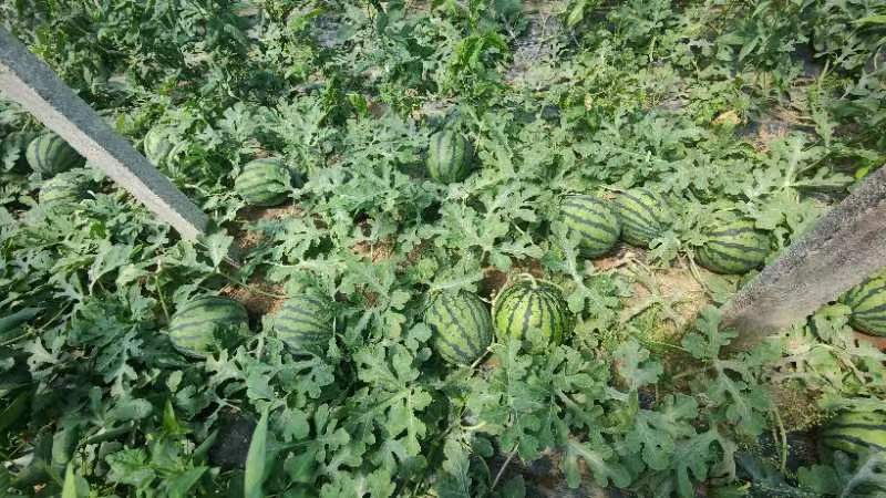 一片广阔的甜王西瓜种植基地,成排的绿色藤蔓覆盖地面,成熟的西瓜半掩在叶间,农民正在弯腰采摘,箩筐里堆满了大小一致的深绿条纹西瓜,远处有农用车等待装运,天空晴朗,展现丰收喜悦的田园画卷 甜王西瓜田间丰收场景