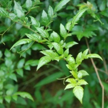 广西大瑶山野生银藤茶