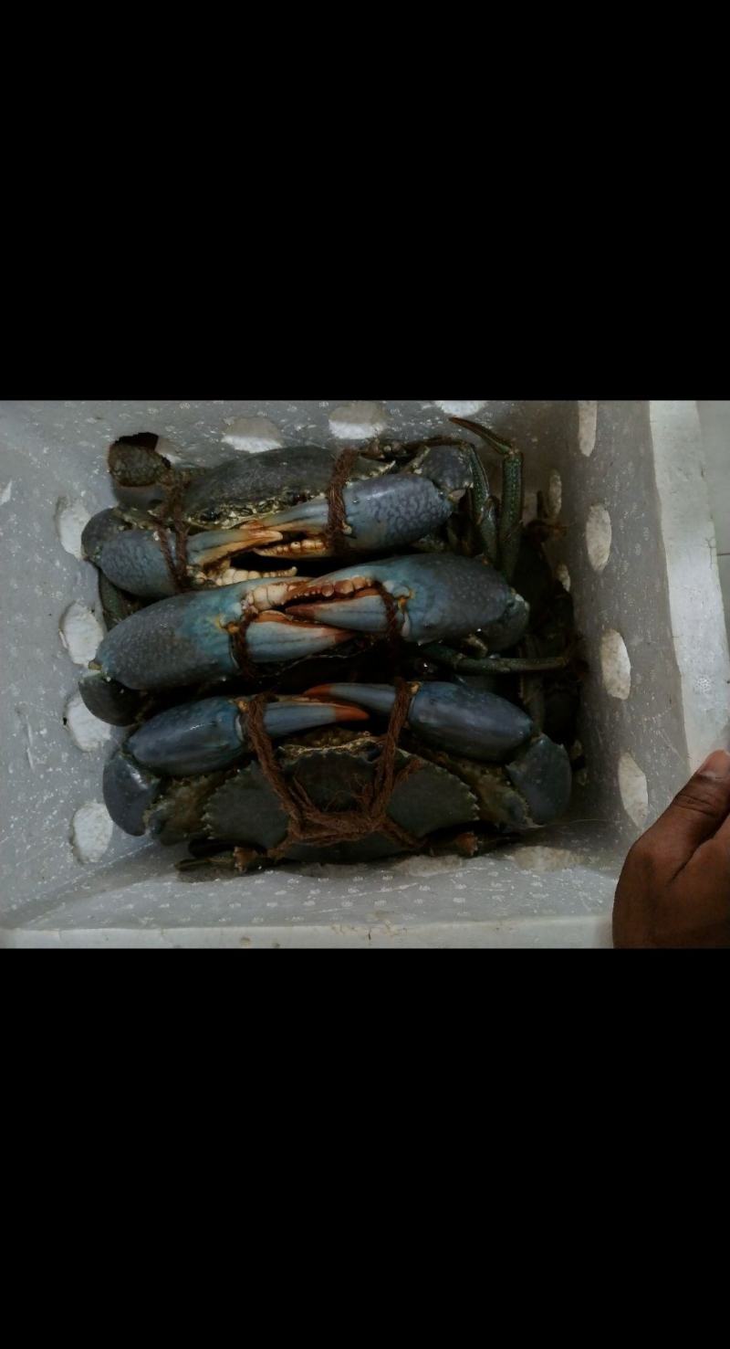 斯里兰卡青蟹直供