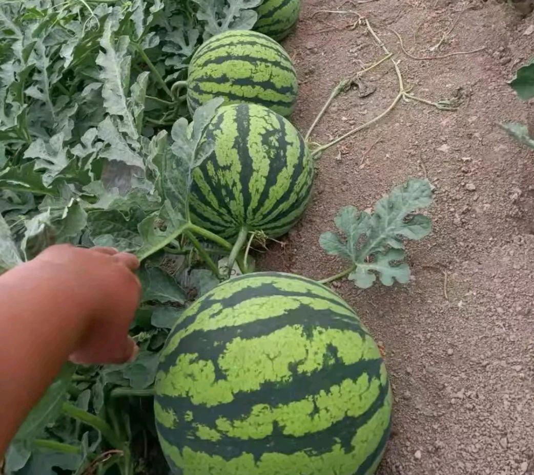 甜王西瓜田间生长实景