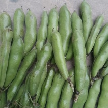 汉中蚕豆质量好，豆角大，出米高，欢迊选购
