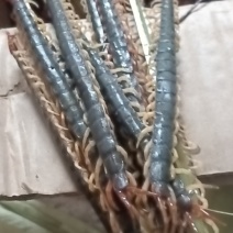 蜈蚣