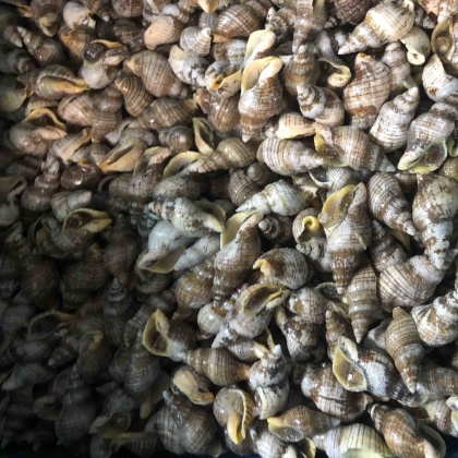 海螺价格行情_今日海螺价格多少钱一斤 _ 一亩田