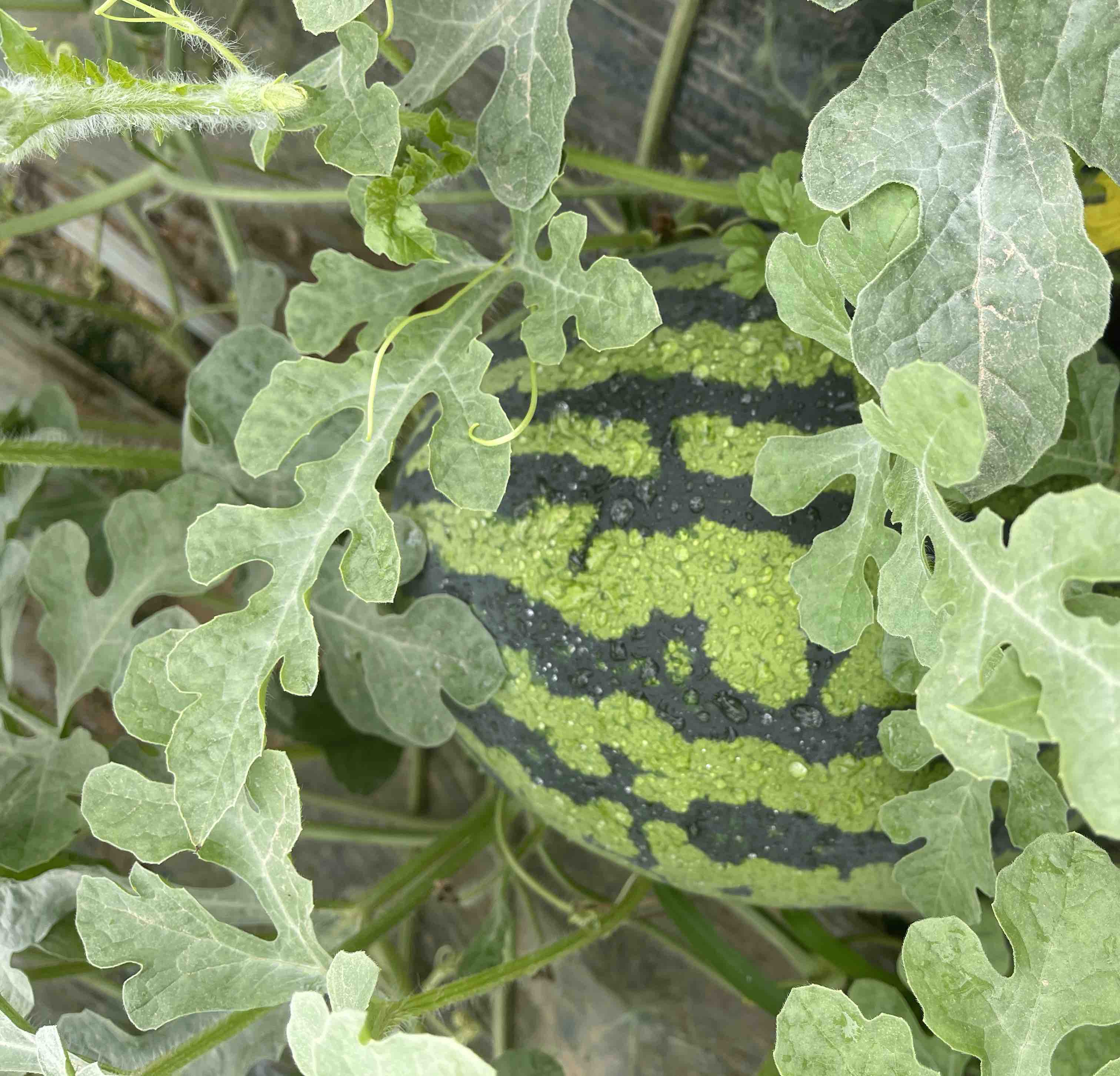 甜王西瓜切开特写