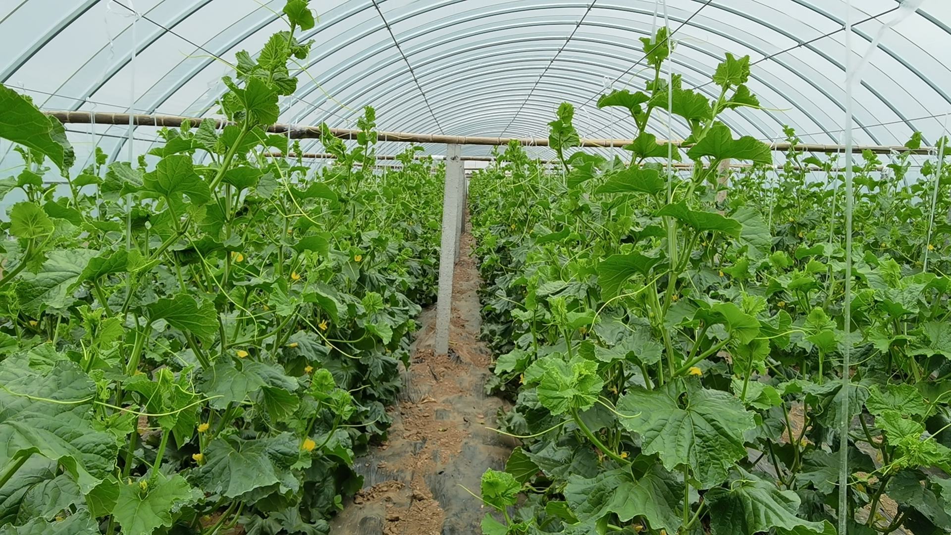 温室大棚内正在生长的螺丝椒植株