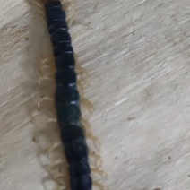 蜈蚣