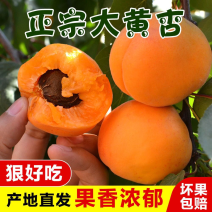 陕西大黄杏，产地直发，现采现发，价格可谈