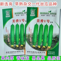 丝瓜种子美香1号短棒油皮绿产量高座果基地大户专用蔬菜种子