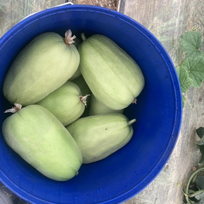 江西萍乡梨瓜产地行情