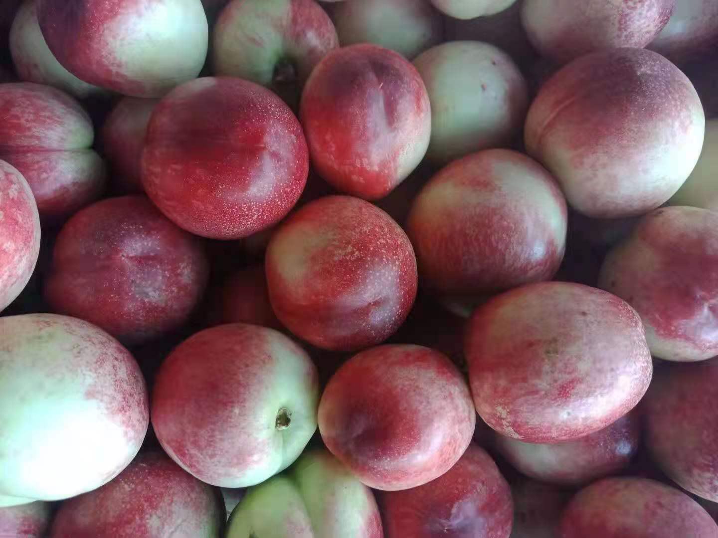 一盘新鲜采摘的518油桃,果实圆润饱满,表皮呈现深红色至紫红色渐变,表面光滑有明显光泽,部分果实带有阳光照射形成的红晕。背景为绿色叶片和枝条,展示其自然生长状态 成熟的518油桃特写