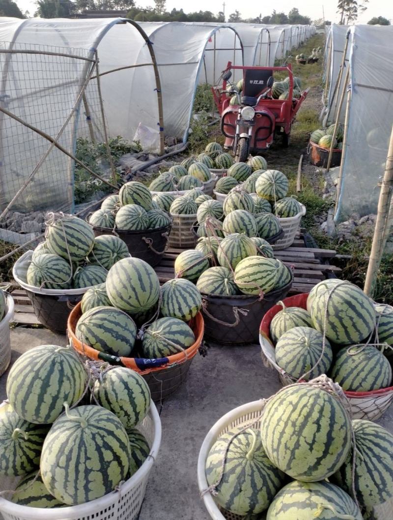 江苏精品8424西瓜 产地一手货源 量大从优 全国发货
