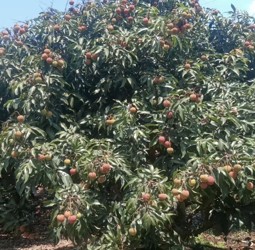 三月红荔枝面电商销售场景