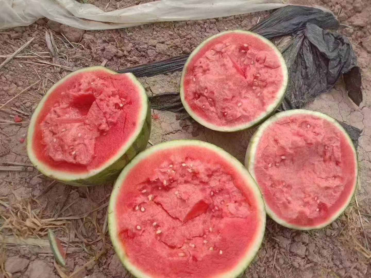 甜王西瓜切开特写