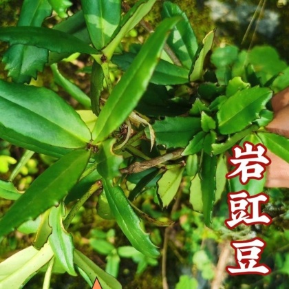 石吊兰价格行情