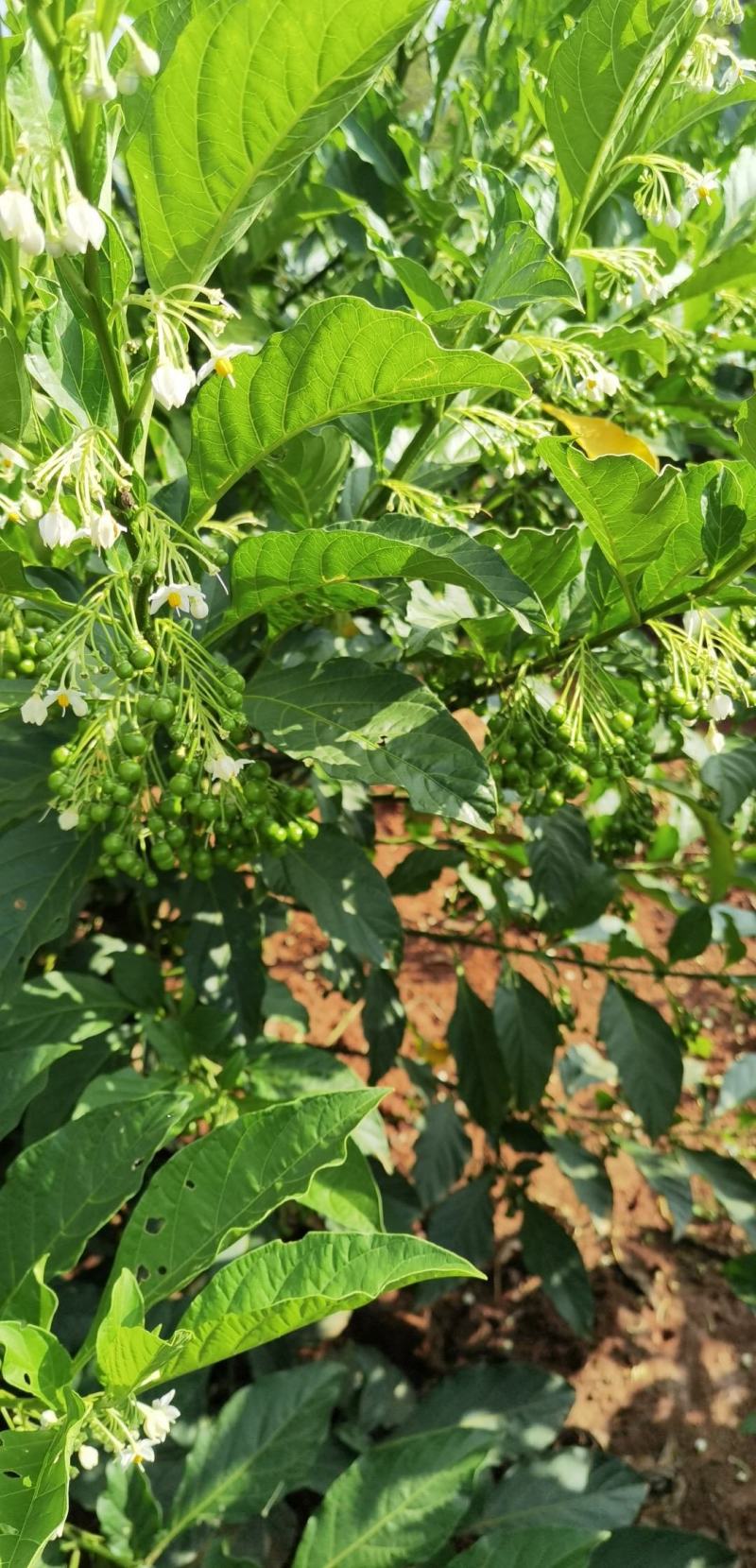 大树理肺散花图片图片