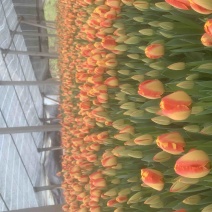 郁金香花海工程绿化工程鲜切花开花盆栽
