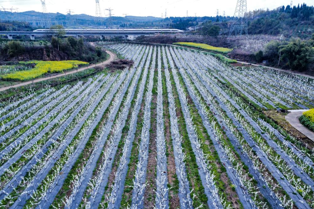 湖北省宣恩县高山生态果园全景,梯田式梨园依山而建,清晨薄雾缭绕,阳光斜照在成片的黄金梨树上,枝头挂满即将成熟的金黄色果实,远处可见土家族传统民居,展现生态农业与人文景观融合的田园画卷 宣恩高山果园航拍图