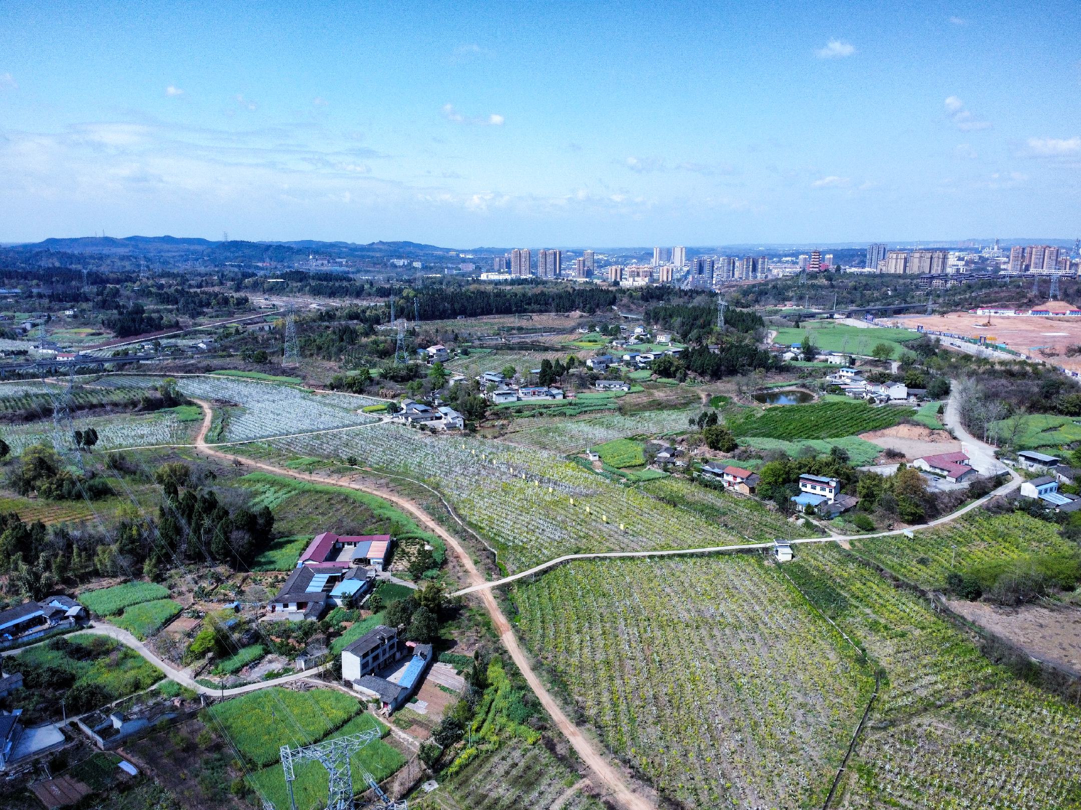 秋月梨果园全景