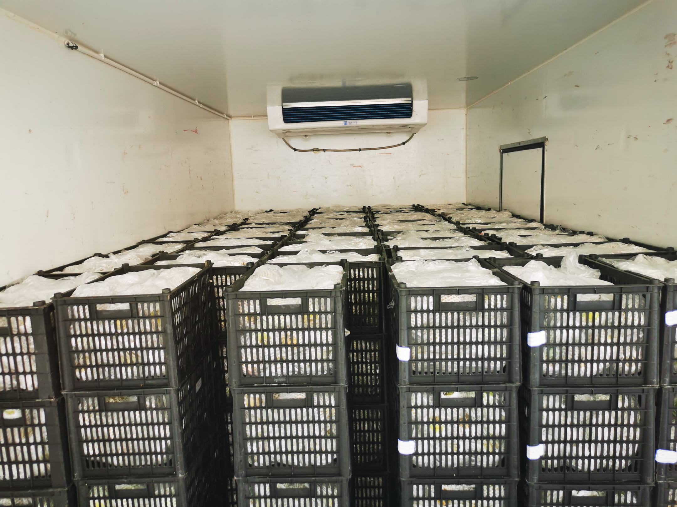 秋月梨冷藏储存场景