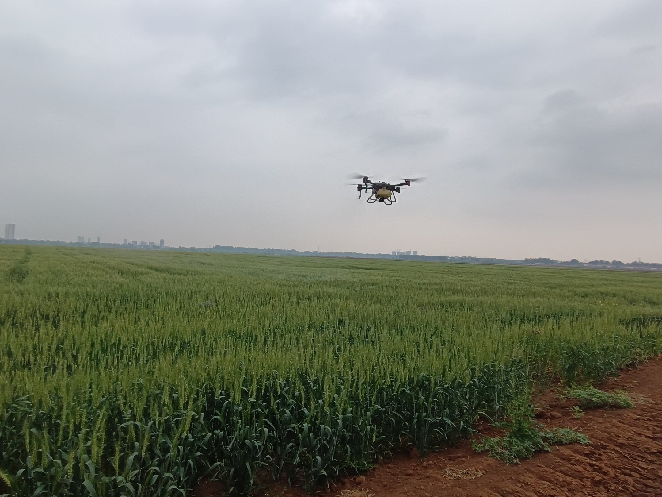 无人机在农田上空喷洒除草剂