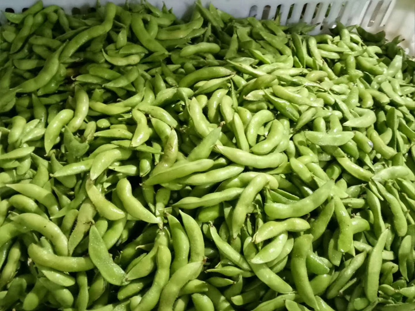 毛豆食材图