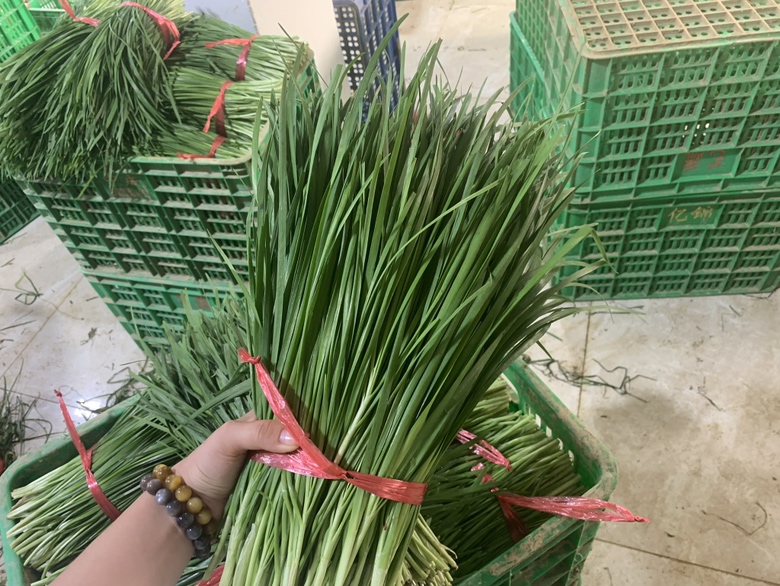 刚收割的新鲜韭菜在田间装箱 韭菜采收现场