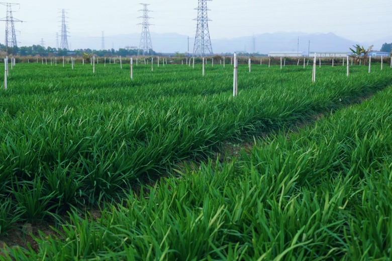 一片绿油油的韭菜田,阳光洒落在整齐排列的韭菜上,一位戴着草帽的农民正弯腰用镰刀收割成熟的韭菜,旁边堆放着刚割下的成捆韭菜,背景可见远处农舍和树木 韭菜田中农民正在收割韭菜