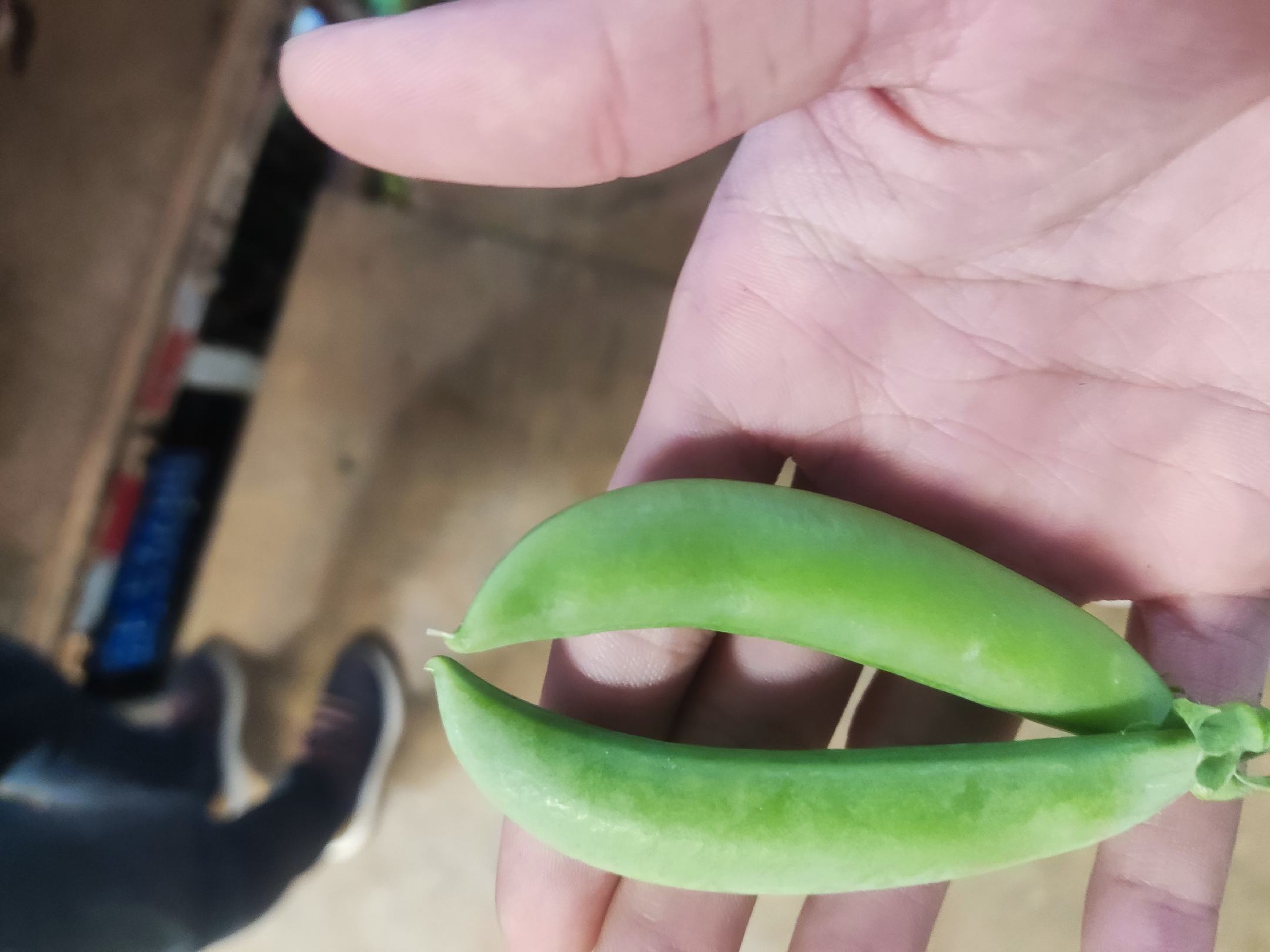 蚕豆与豌豆对比图