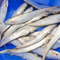 黄河刀鱼