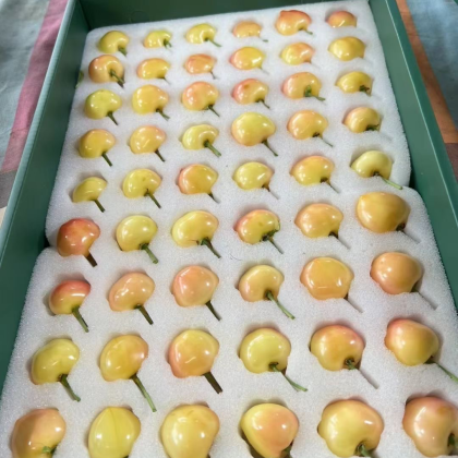 攀枝花土樱桃新疆黄金樱桃也叫艾特来斯樱桃有大量货!