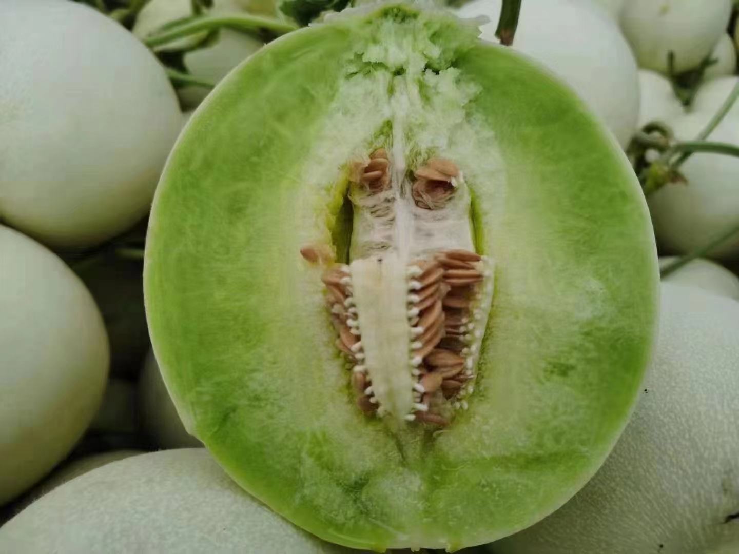 玉菇甜瓜种子特写图片