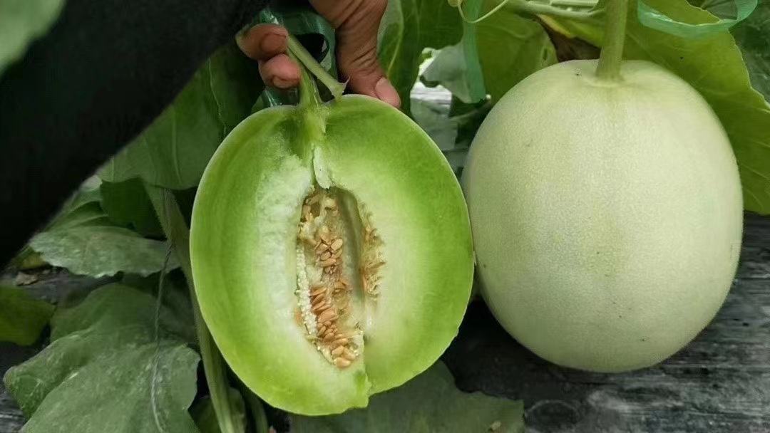 一个完整的玉菇甜瓜被横向切开,露出晶莹剔透的乳白色果肉,汁水丰富,果肉细腻无纤维,中心可见排列整齐的黑色种子,背景为浅色木质餐桌,旁边放有一把不锈钢水果刀 玉菇甜瓜切开特写