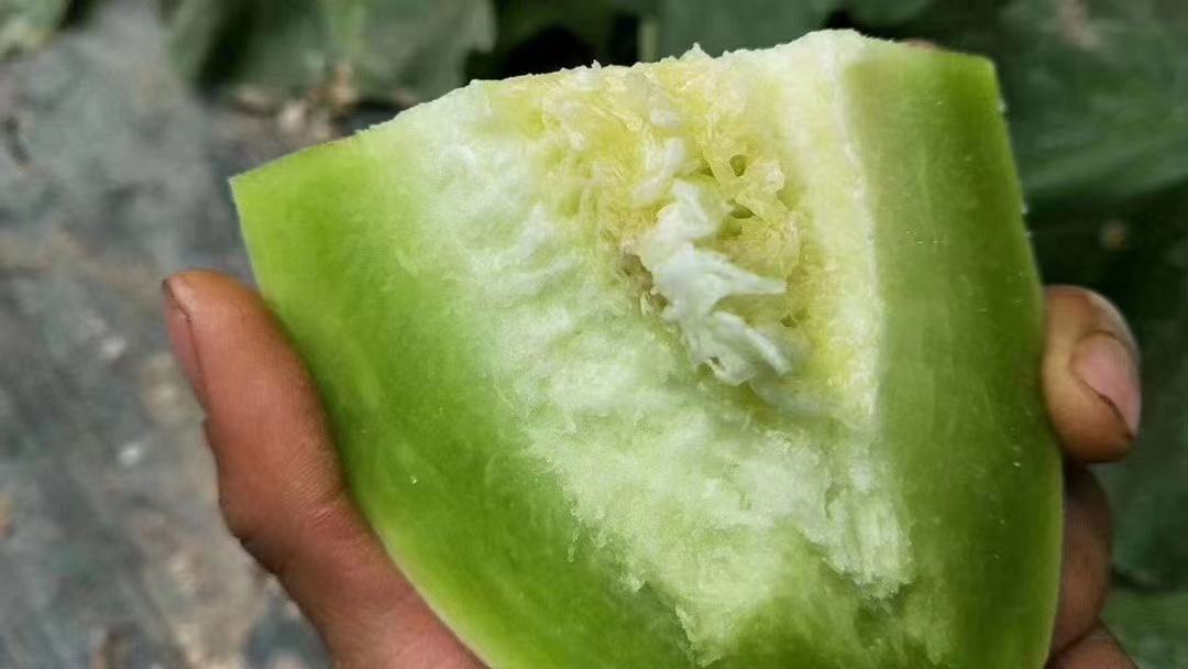 山东冰淇淋玉菇甜瓜特写