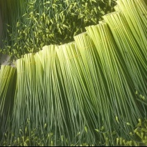韭菜苔，精品韭苔！各种包装都有，基地一手货源，常年供应！