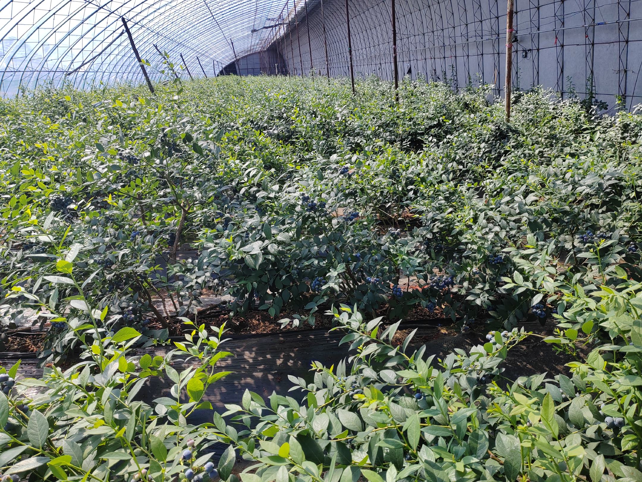 莱克西蓝莓植株生长状态,显示其自然株高和冠幅情况 莱克西蓝莓植株生长状态