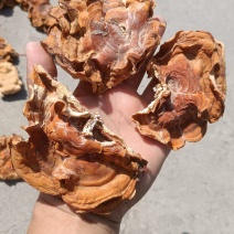 俞耳榆耳菌，榆耳产地批发零售干品