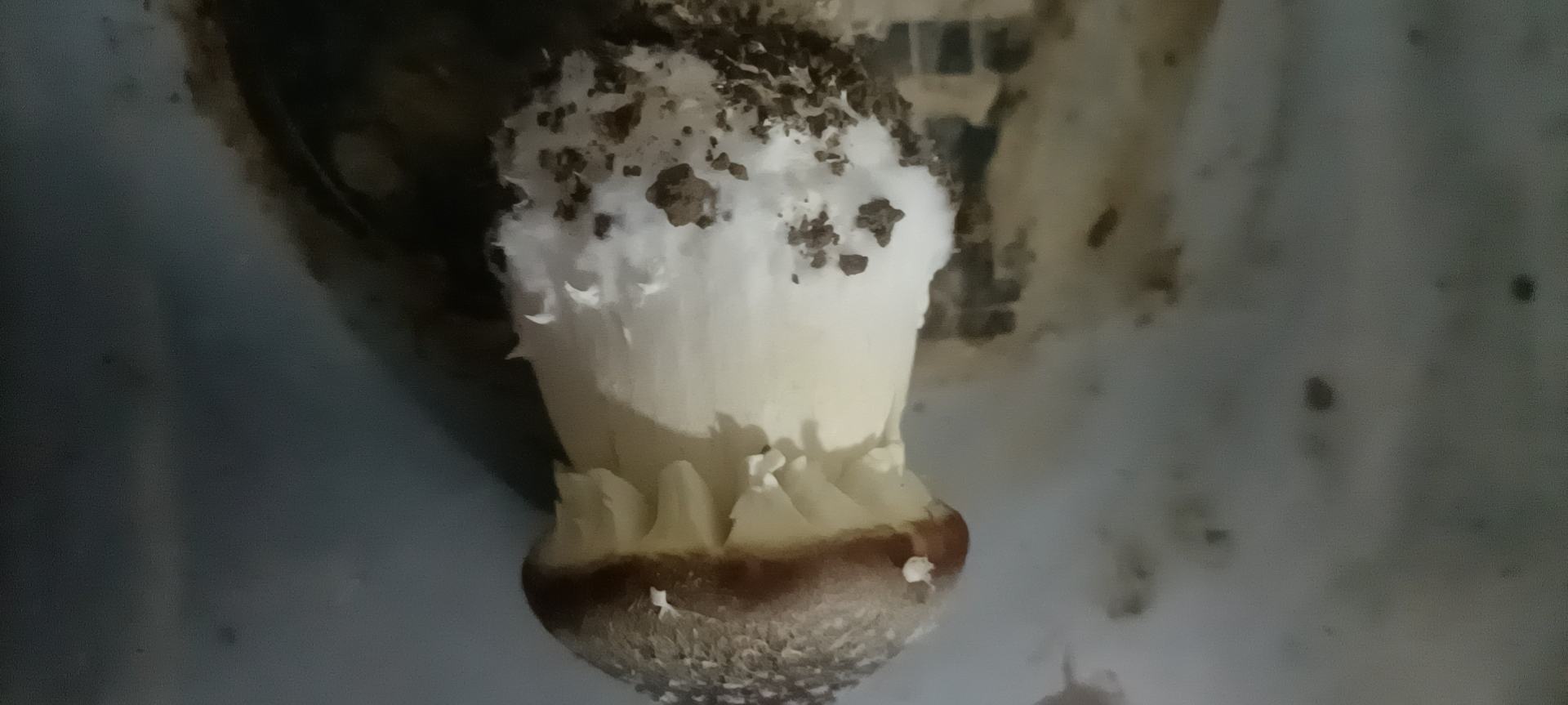 左侧展示姬松茸(Agaricus blazei)的显微结构与子实体形态线描图,右侧为赤松茸(Pleurotus eryngii var. rubens)的菌盖颜色特写与孢子形态电镜图像,中间标注拉丁文学名与中文正名对照 姬松茸与赤松茸的学名对比图