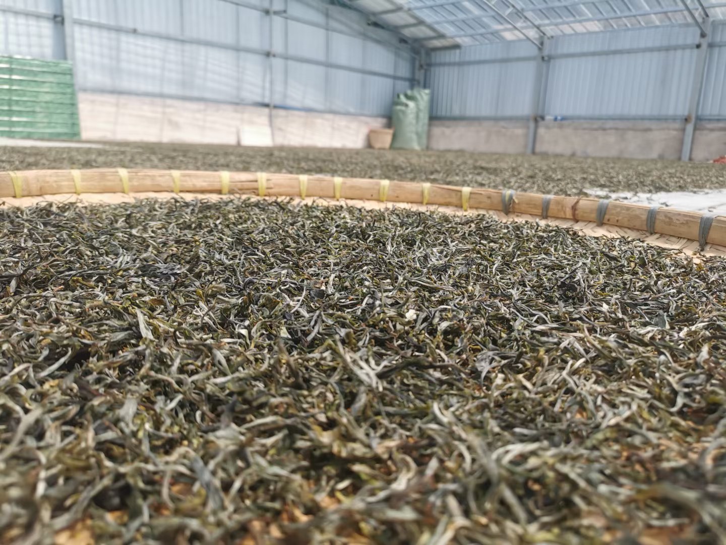 干净的柿子叶在竹筛中晾晒,旁边摆放着已经烘干的柿叶茶成品 柿子叶茶的制作过程
