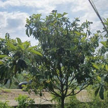 枇杷树