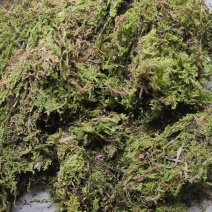 干青苔，苔藓，一手货源，大量现货批发