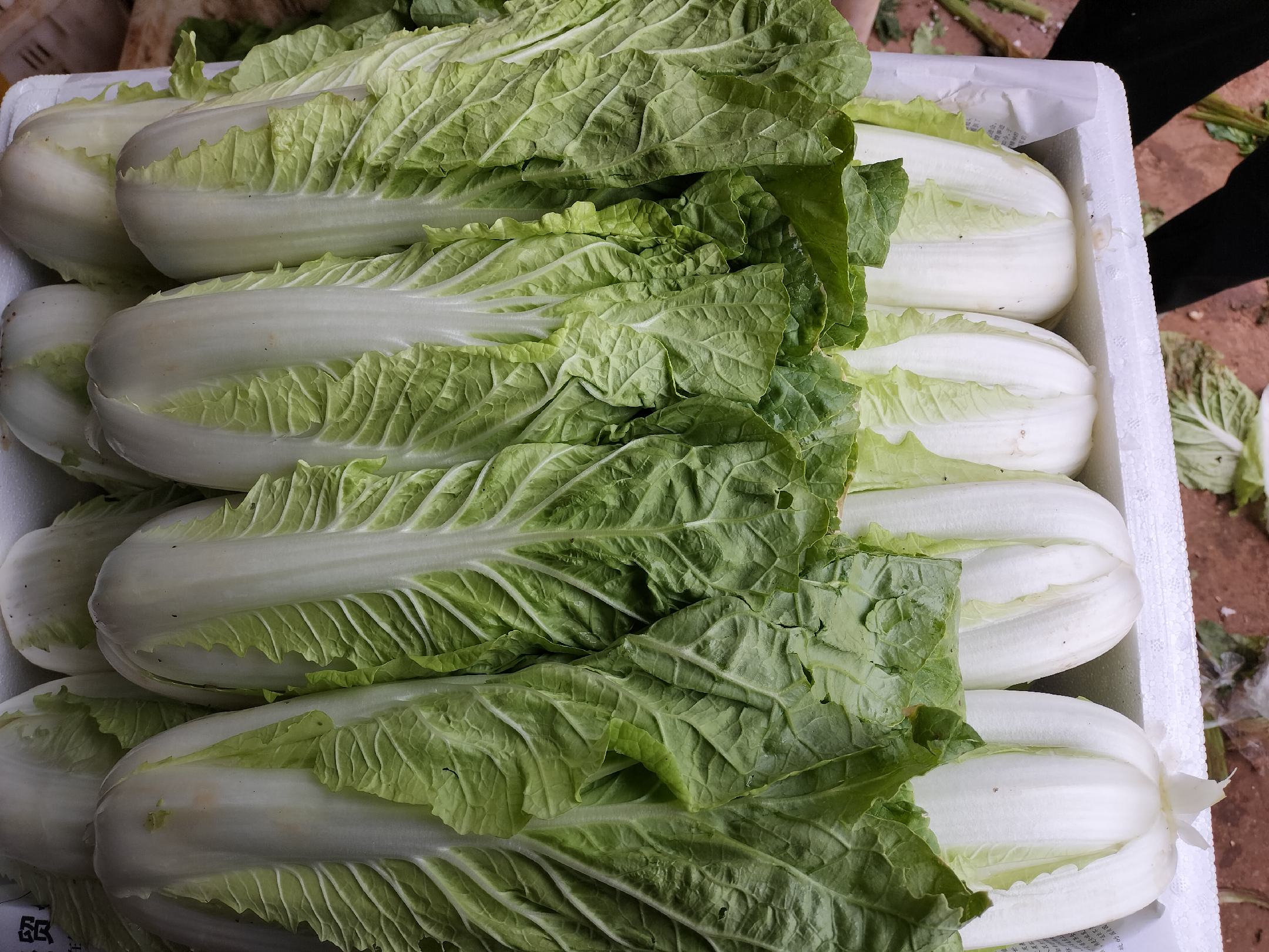 油麦菜实物图
