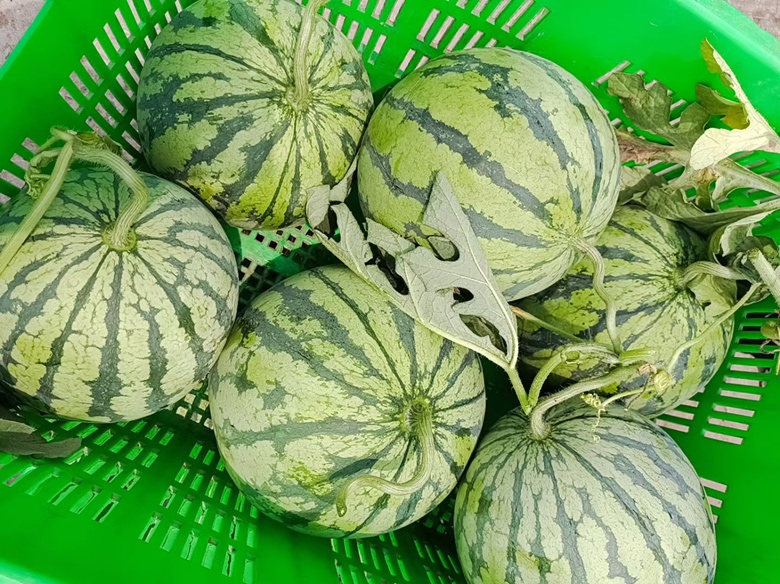 一个成熟的麒麟西瓜被放置在电子秤上,背景为绿色藤蔓和土壤,清晰显示其重量读数约为5.5斤,周围有几片散落的西瓜叶,体现新鲜采摘场景 麒麟西瓜在电子秤上显示重量